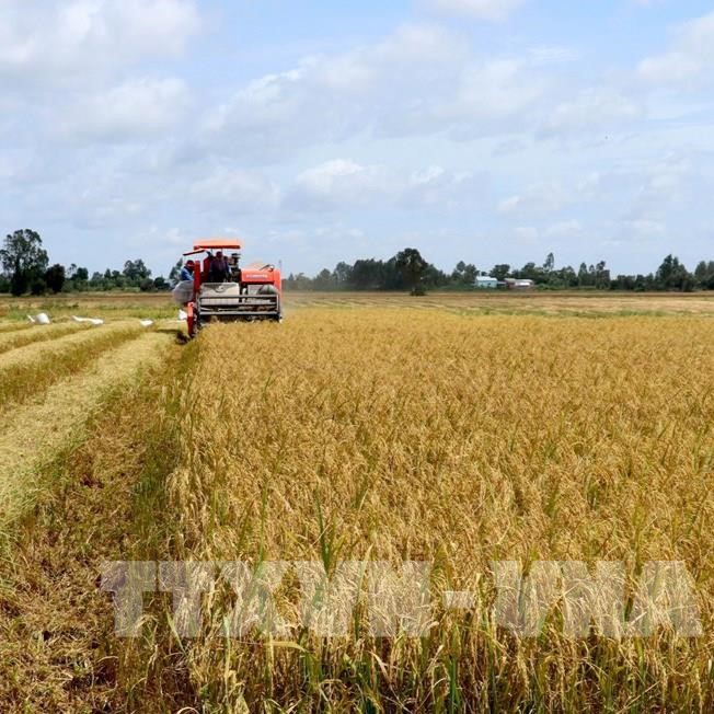 Xây Dựng Vùng Nguyên Liệu Lúa Gạo Đạt Chuẩn Tại 2 Tỉnh An Giang Và Kiên Giang